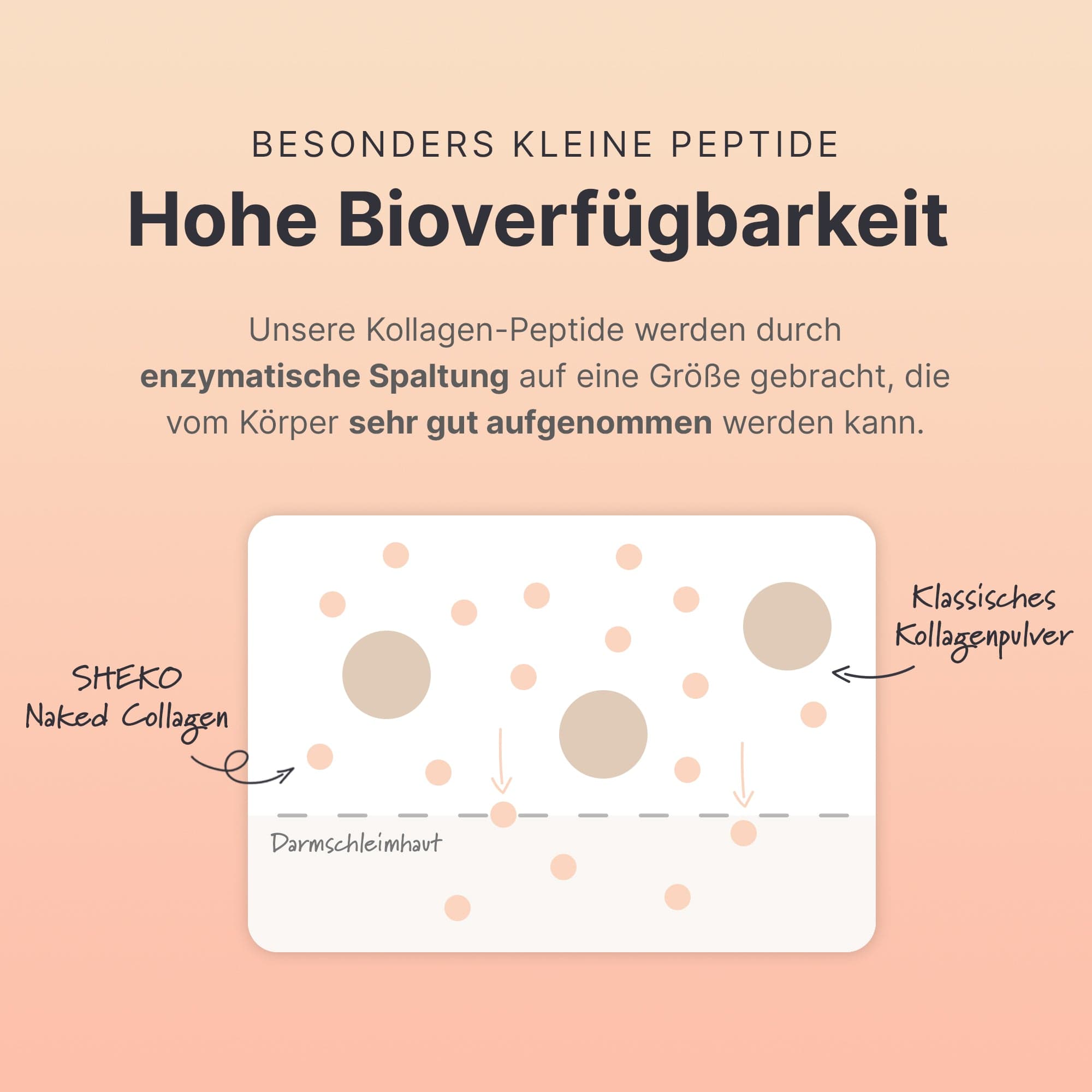 sheko-12-wochen-starter-set-kollagen-programm-mit-hoher-bioverf-gbarkeit image 8